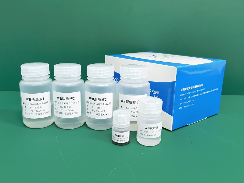 病毒DNA/RNA提取试剂(磁珠法)瓶装