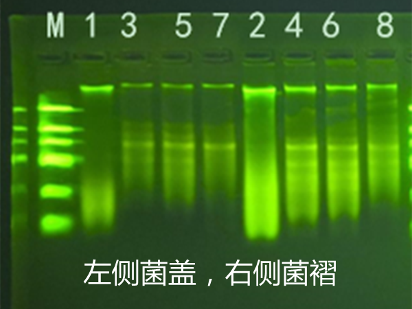 真菌DNA/RNA提取时样本的预处理方法总结